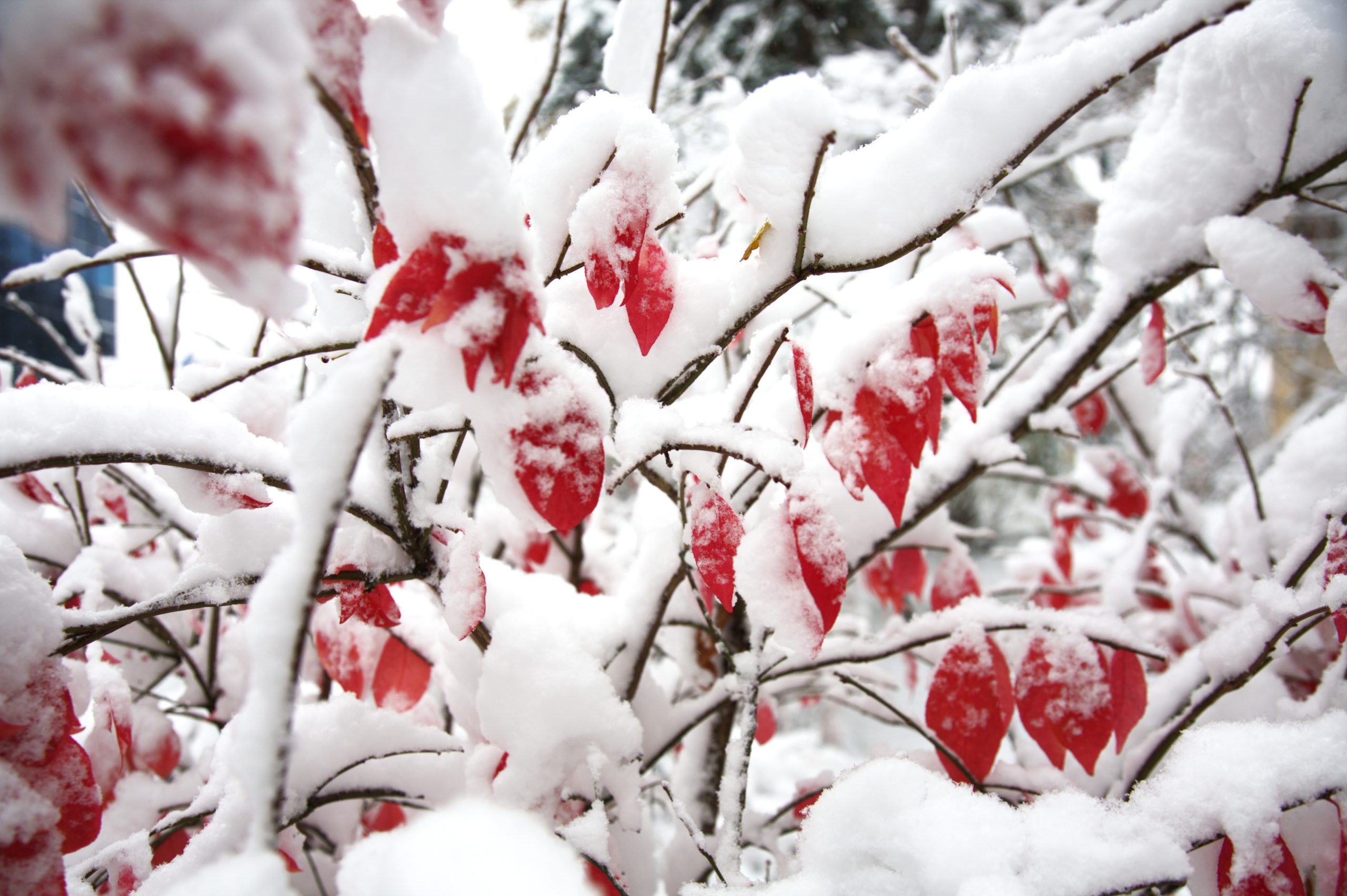 Photo de couverture du Journal des Tours, édition Hiver 2025-2026, par Sue Lemieux